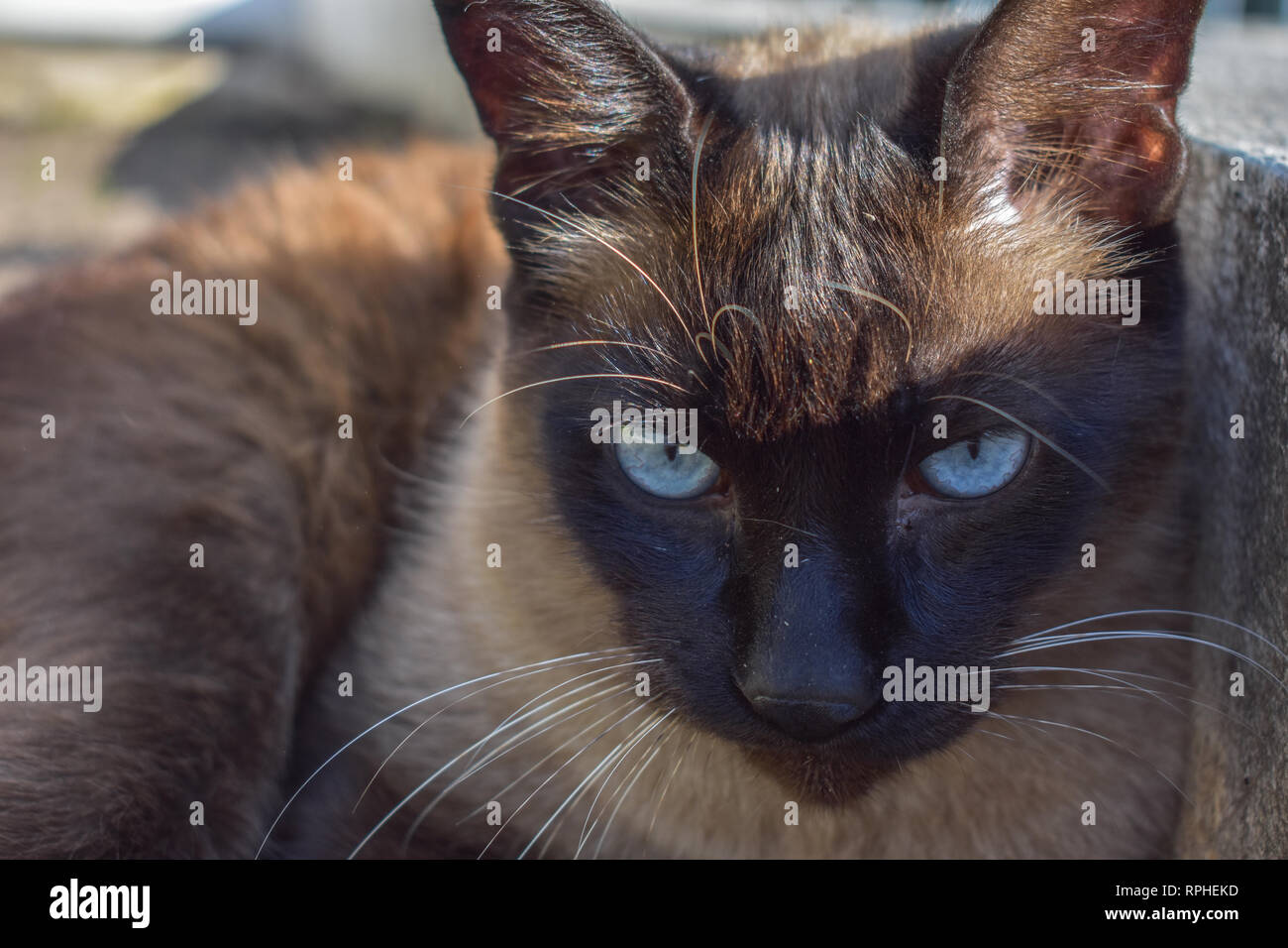 closeup of Siamese cat laying on dry dirt Stock Photo