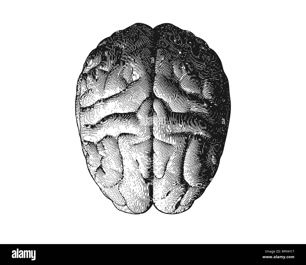 Monochrome engraving brain superior view illustration isolated on white background Stock Photo