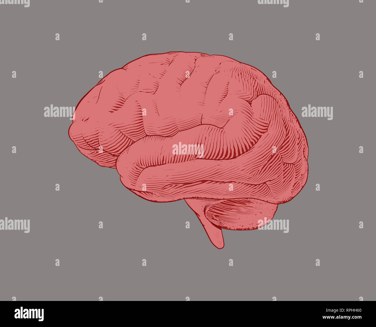 Pink engraving brain illustration in side view or lateral view isolated ...