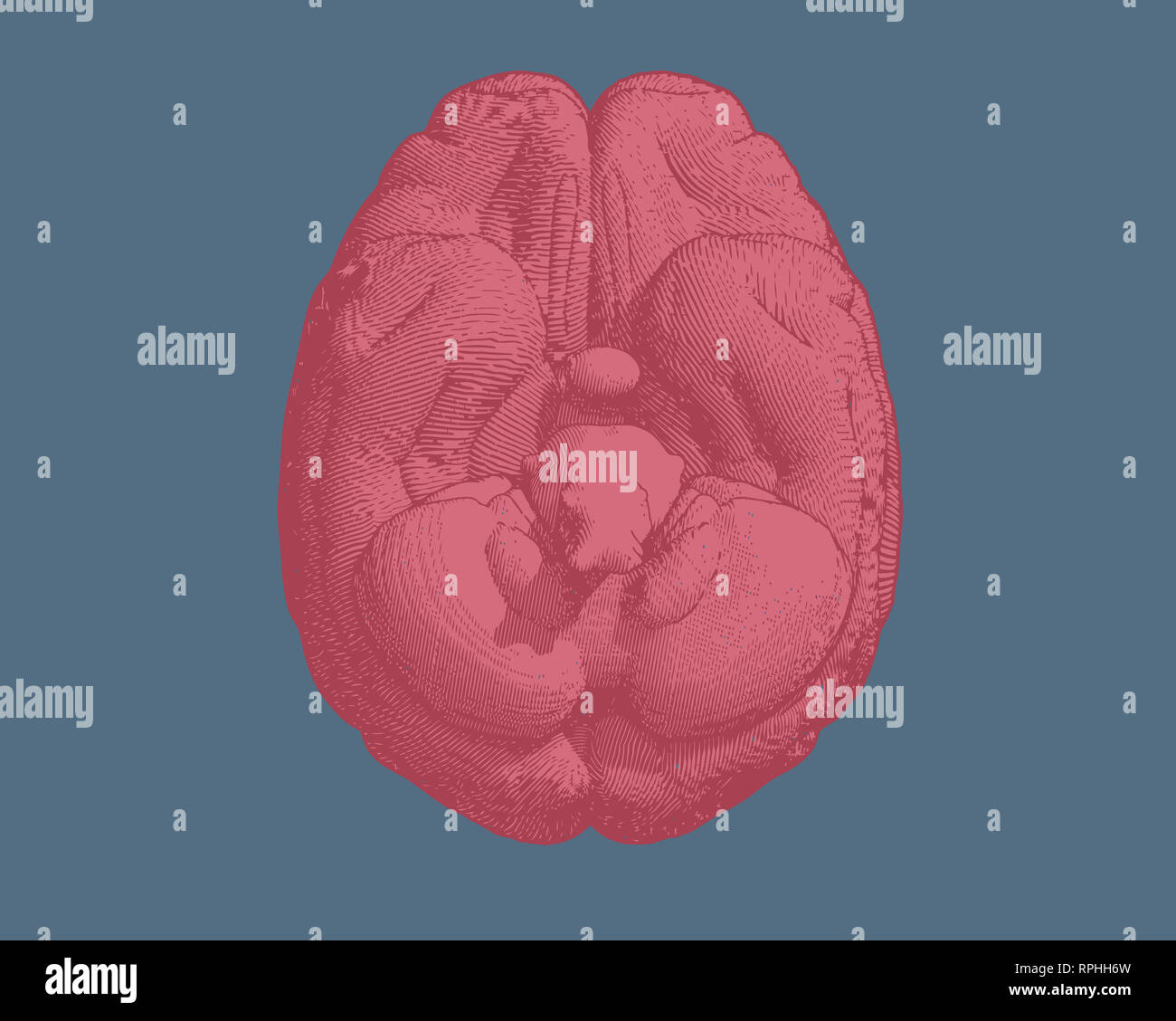 Pink Engraving Brain Inferior View Illustration Isolated On