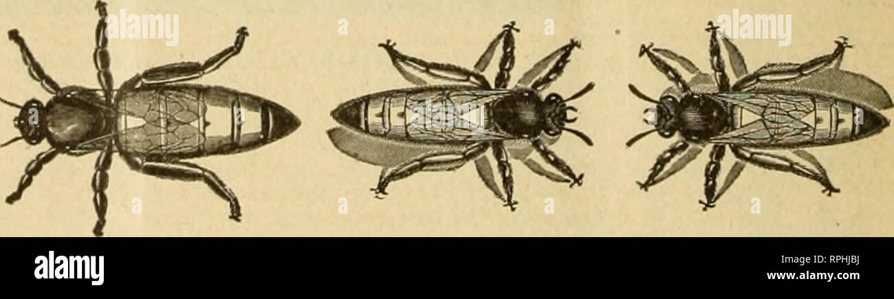 . American bee journal. Bee culture; Bees. . Please note that these ...