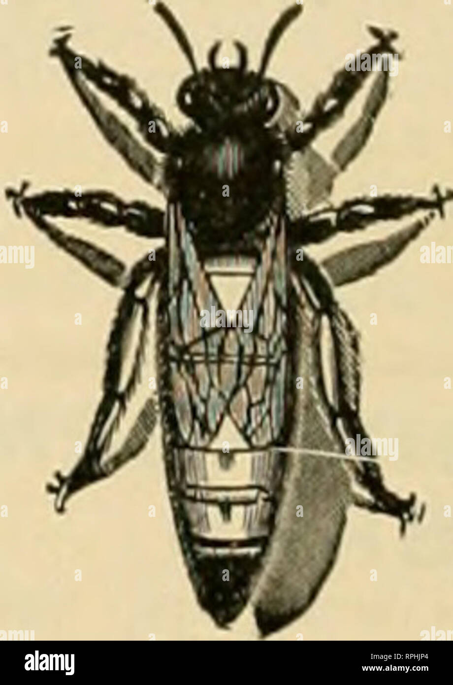 American bee journal. Bee culture; Bees. QUINN'S QUEENS OF QUALITY Not  coming, but are here to stay. Best bee for any climate. Purest of the pure  GREY CAUCASIANS Hred strictly in, image size:920x1390