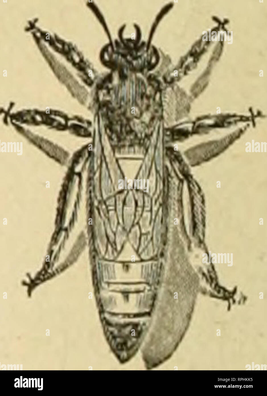 . American bee journal. Bee culture; Bees. . Please note that these ...