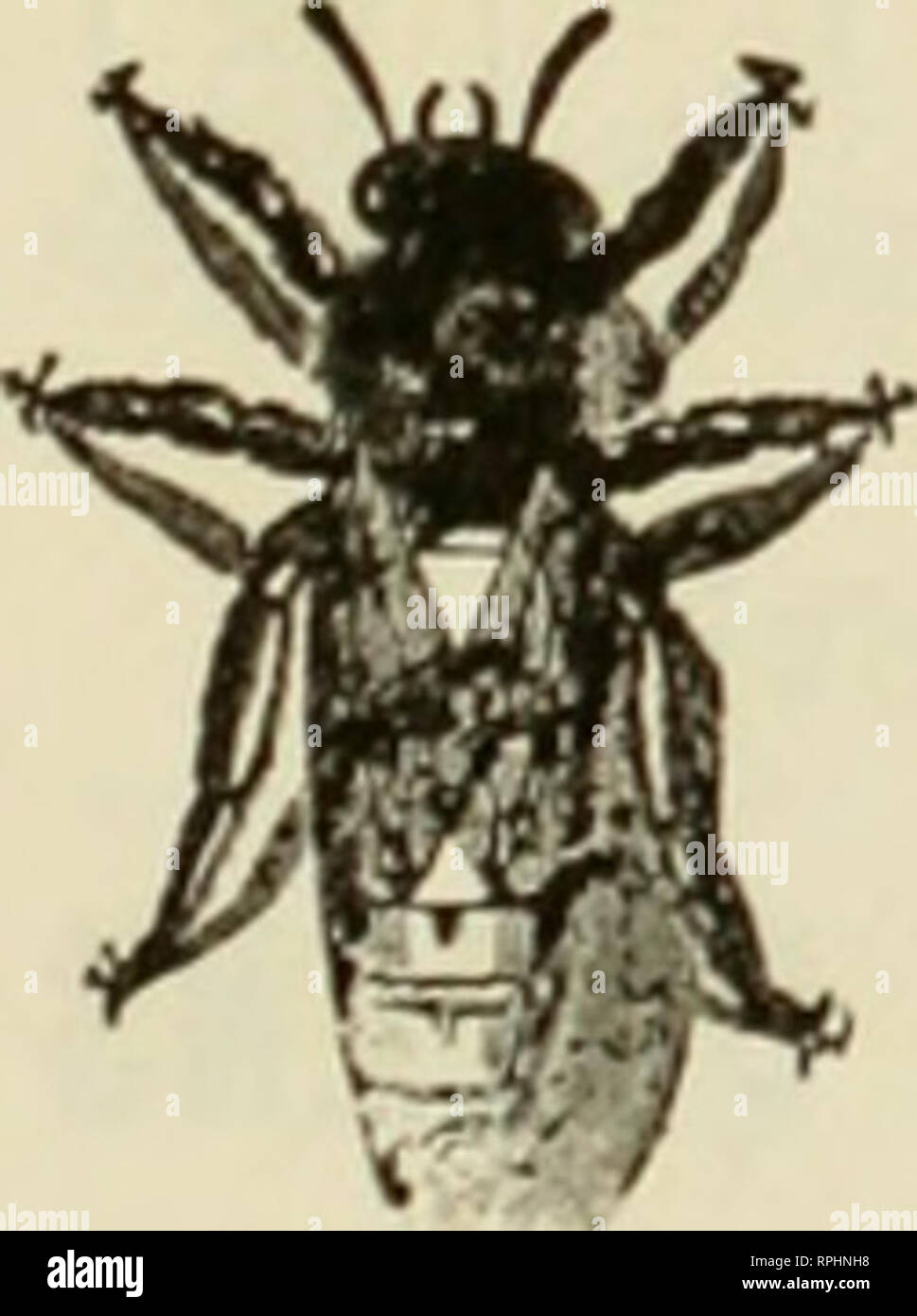 . American bee journal. Bee culture; Bees. Pate«t«d, May20. 1879. BEST ON EARTH. THE FAMOUS Texas Queens! Will be ready about March ist. My Famous Banals Hre une.xcelled for Gen- tleness. Honey-Gather- ing. Prolificness. and as ICarly Breeders. I aiso have the well known 3-Banded Italians carefully selected and bred for Business. All Queens guaranteed Pure and P'ree from Disease. Prices: Untested—each. 75 cts.; per dozen, IS.oo Tested— each. $1.25; per dozen. 12.00. If you wish to swell your means. Just try my Famous Texas Queens 2.^11 GRANT ANDERSON, San Benito, Texas. The Campbell System INS Stock Photo