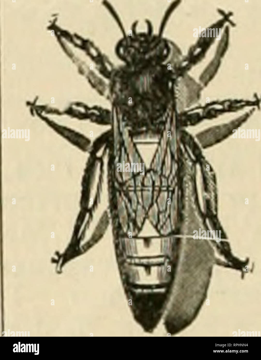 American Bee Journal Bee Culture Bees Three Band Italian Queens For 1914 1 Will Again Have For Sale After April 1st Young Gueens Reared From My Besi Leather Colored Breeders You Will American Bee Journal Bee Culture Bees Three Band Italian Queens For 1914 1 Will Again Have For Sale After April 1st Young Gueens Reared From My Besi Leather Colored Breeders You Will