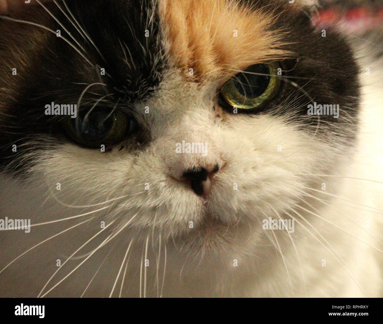 Angry cat attack hi-res stock photography and images - Alamy