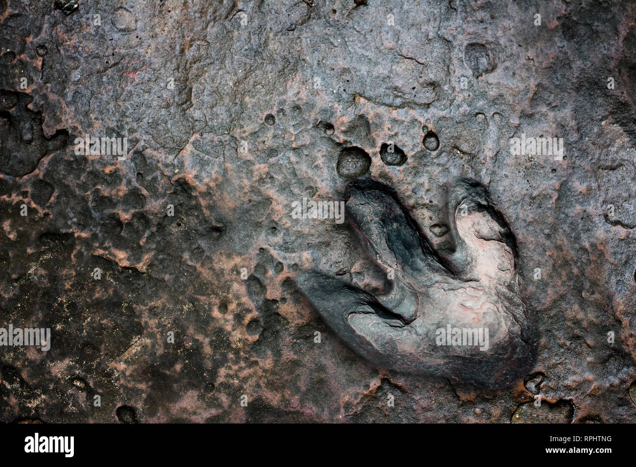 Real dinosaur footprint , Thailand. Stock Photo