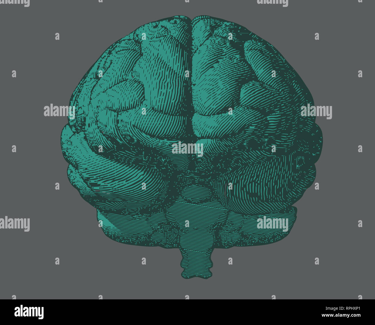 Green engraving brain illustration in front view on dark gray ...