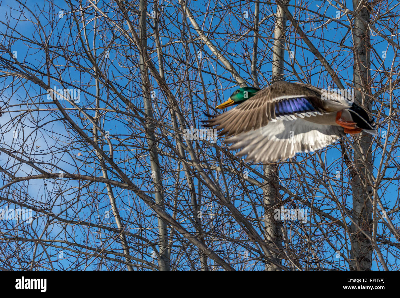 Male Mallard Flying in a Woody Winter Sky Stock Photo