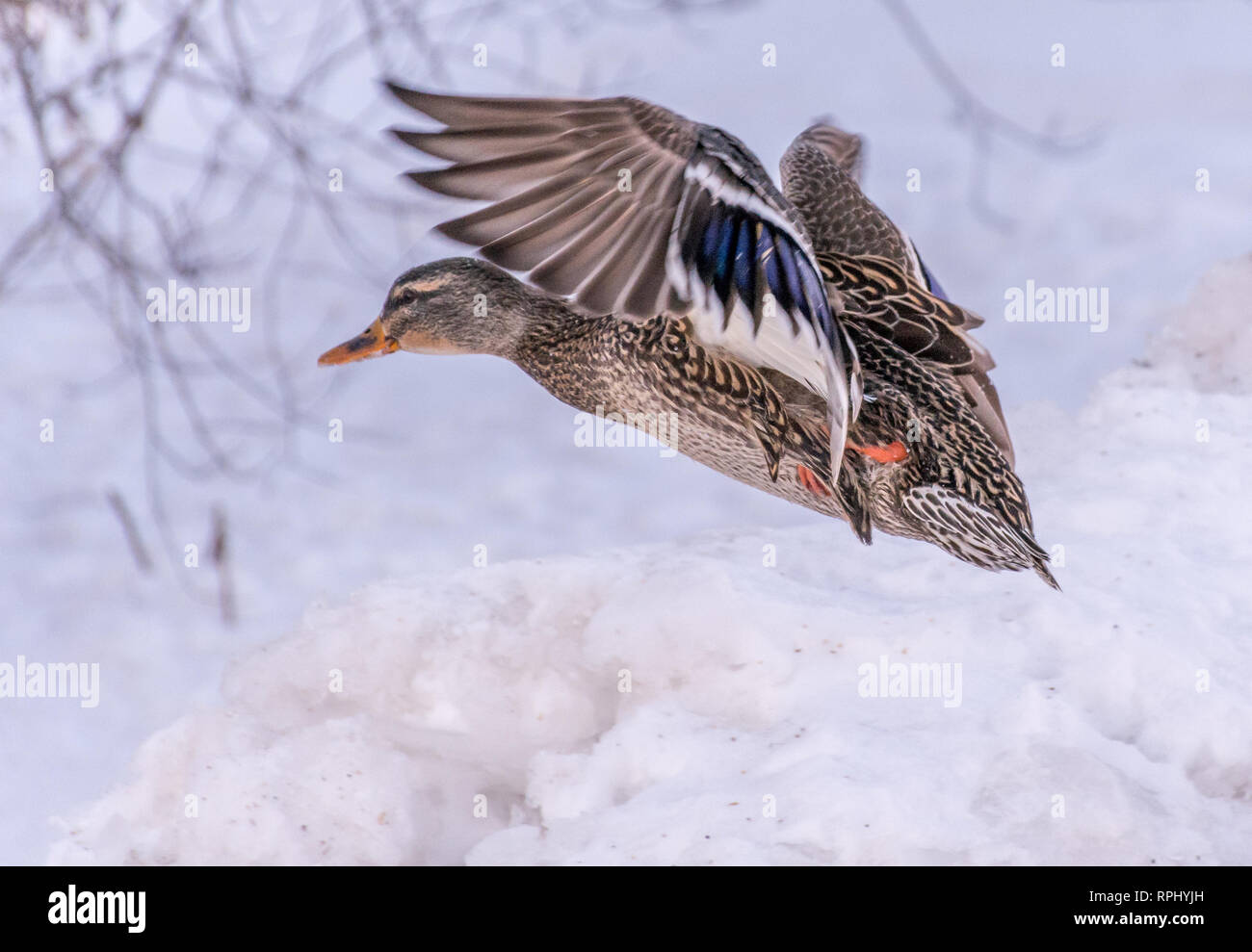 Female Mallard Landing in the Golden Light of Late Afternoon. Stock Photo
