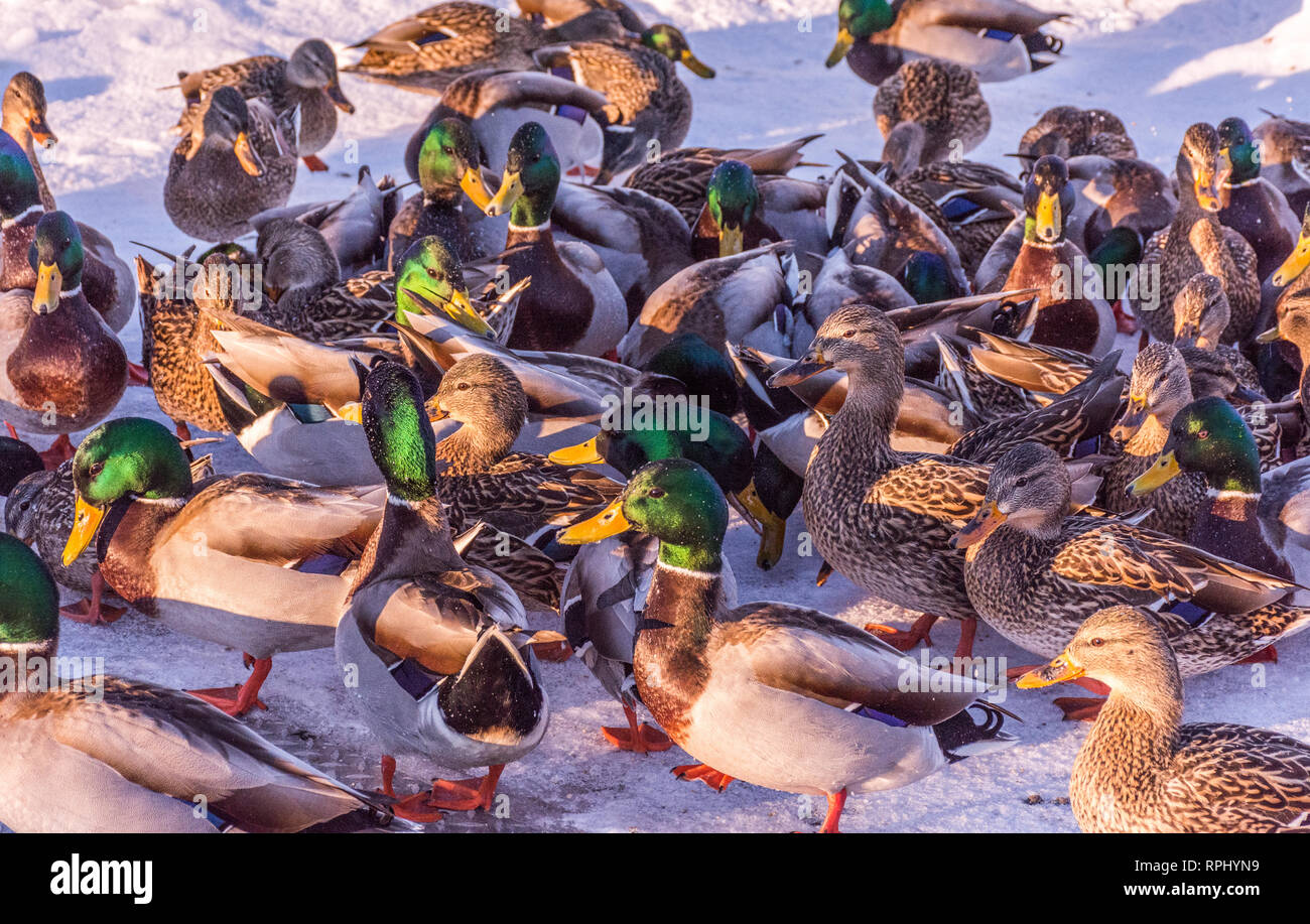 Herd of Mallards Ducks Under the Golden Sunlight Stock Photo