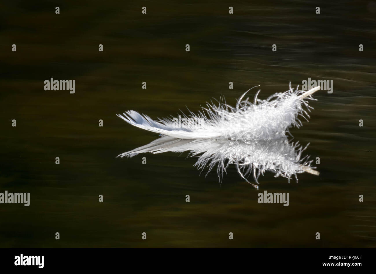 A single swan feather lightly floating on still lake water Stock Photo Alamy