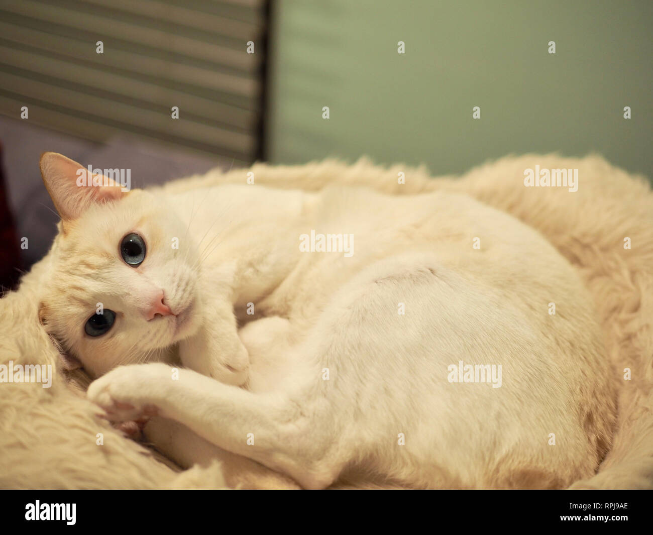 Mitzie the flame point Siamese on her favorite bed Stock Photo