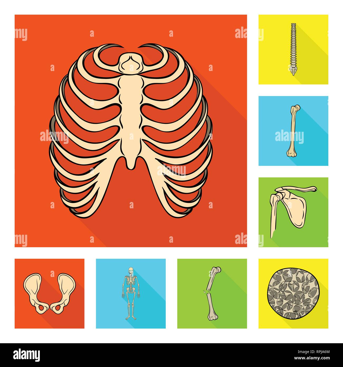 rib,spine,femur,hip,musculoskeletal,fracture,osteoporosis,cage