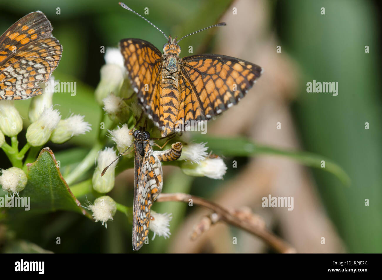 Elada Checkerspots, Microtia elada, male attempting to mate with female on Seep-willow, Baccharis salicifolia Stock Photo