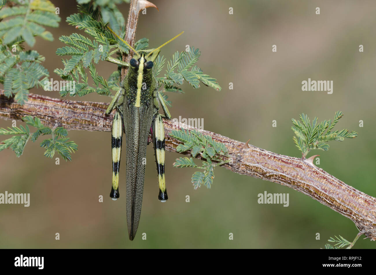 White-lined Bird Grasshopper, Schistocerca albolineata Stock Photo