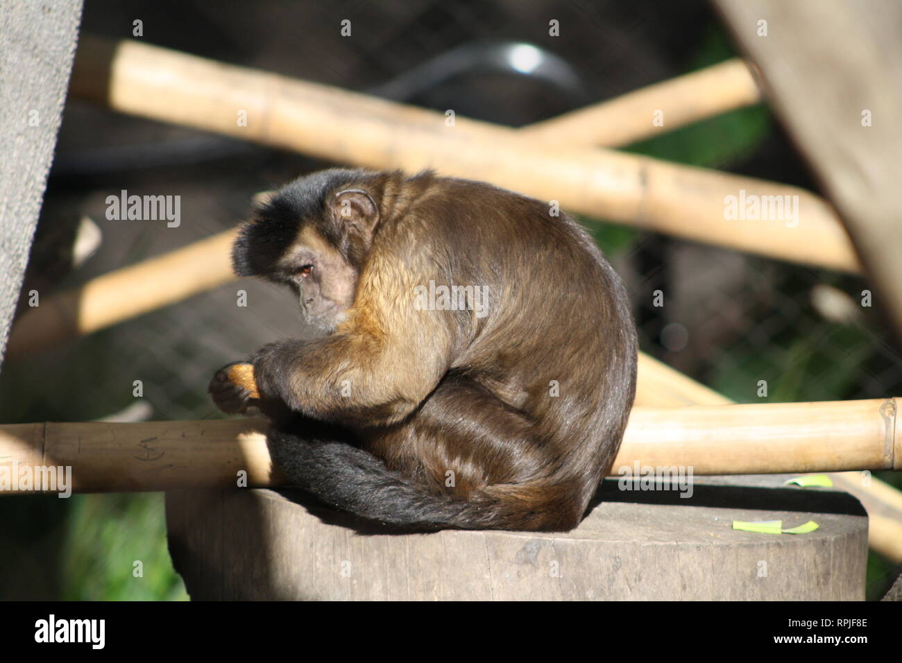 Capuchin Monkey, Brown Monkey, San Diego Zoo, San Diego California Stock Photo