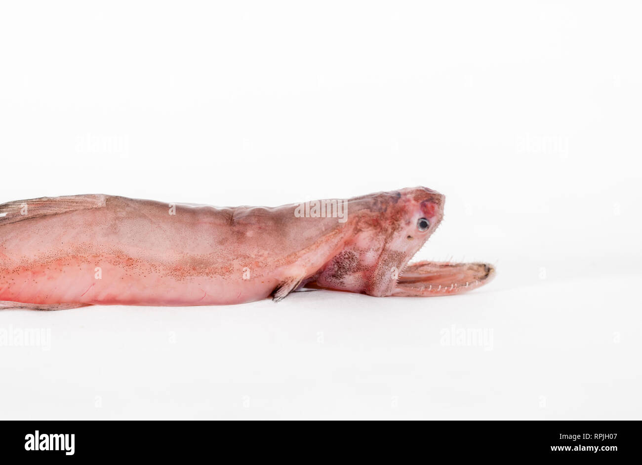 Bombay duck fish hires stock photography and images Alamy