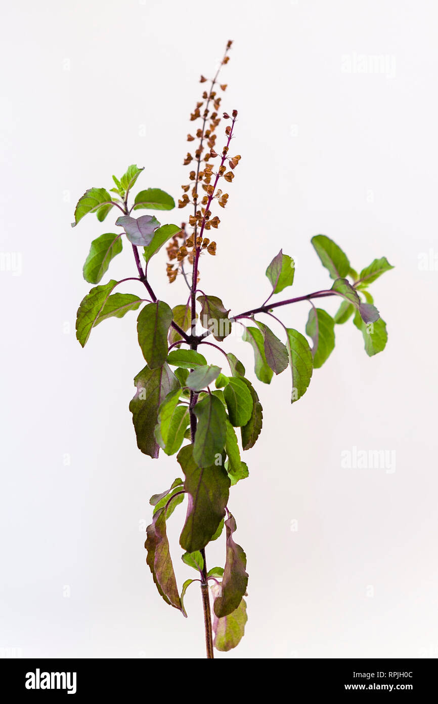 Holy basil or Krishna Tulasi (Ocimum tenuiflorum) sprig on a white background Stock Photo