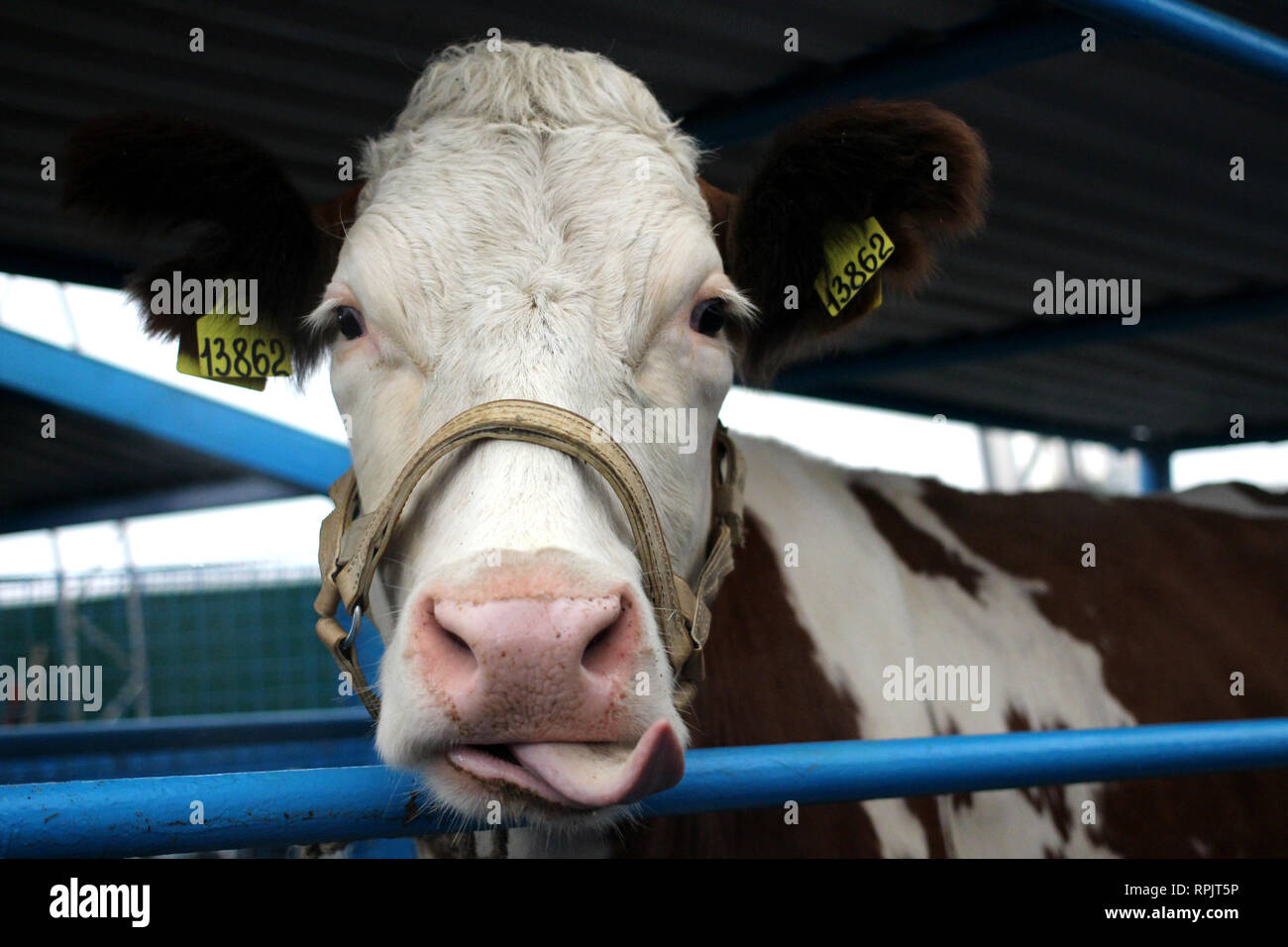 Funny cow on a farm in a paddock stuck her tongue on her head muzzle close-up looks Stock Photo