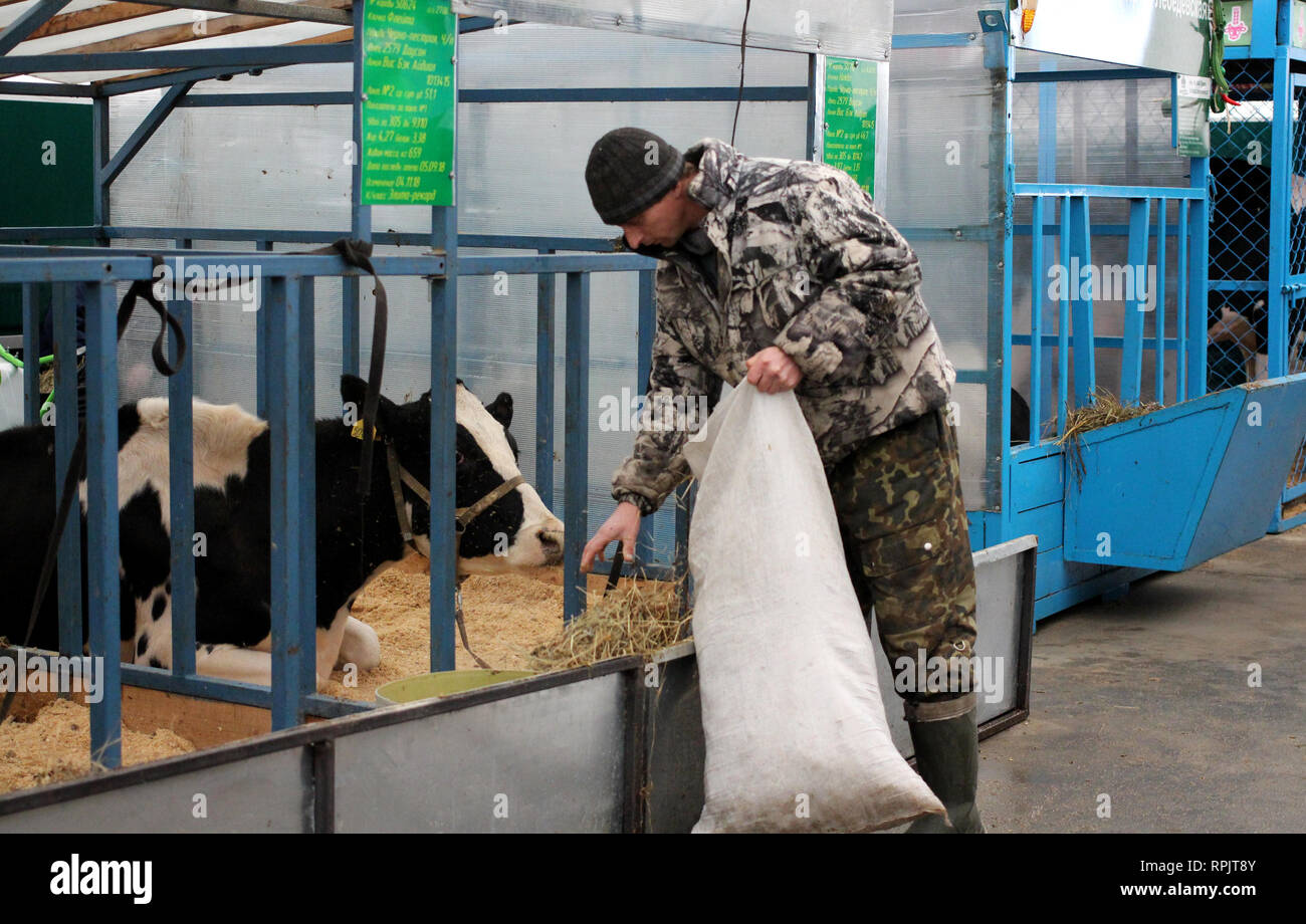 Man worker on the farm feeding cows eating hay in the paddock working Stock Photo