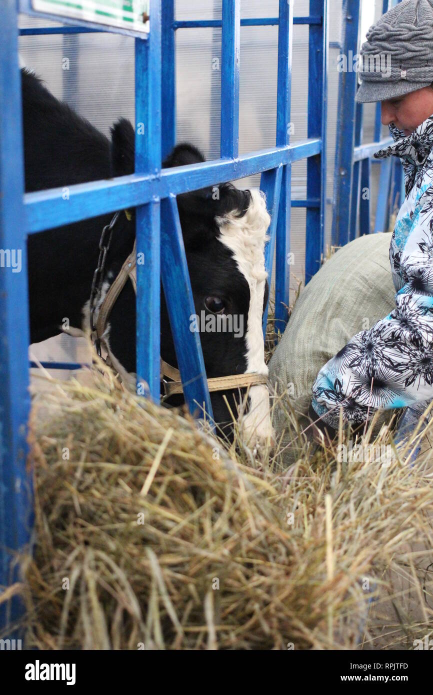 Man worker on the farm feeding cows eating hay in the paddock working Stock Photo