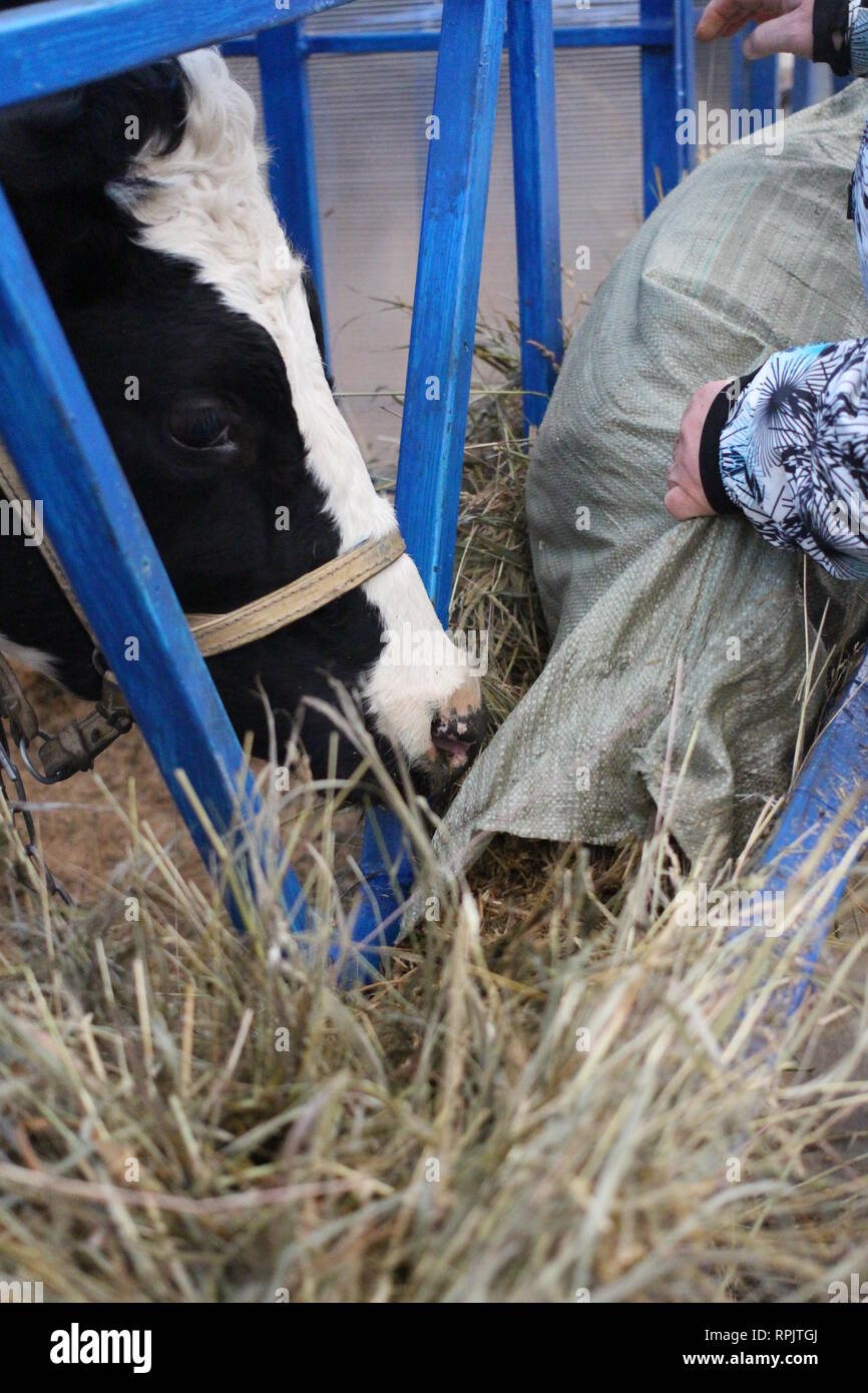 Man worker on the farm feeding cows eating hay in the paddock working Stock Photo