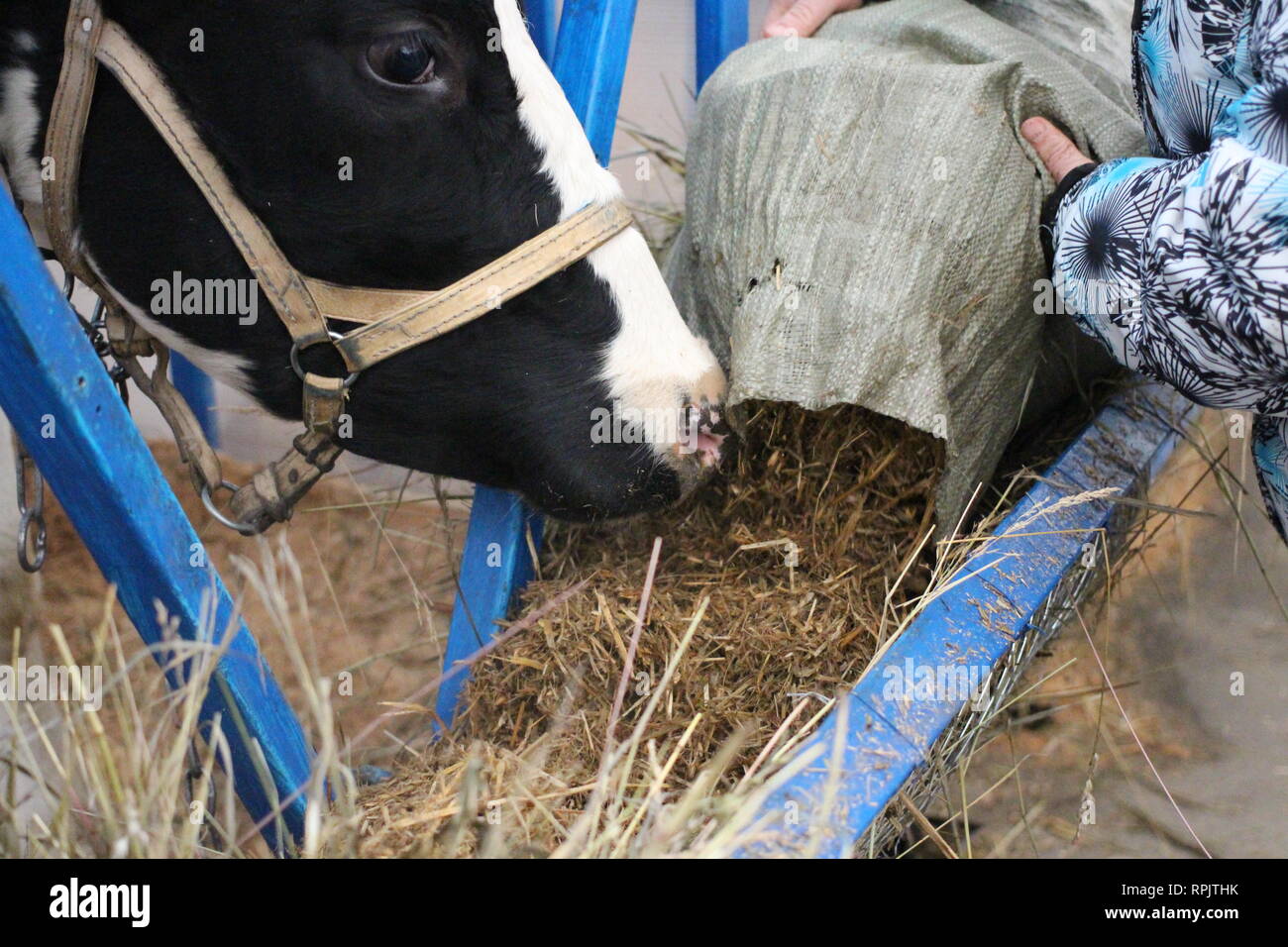 Man worker on the farm feeding cows eating hay in the paddock working Stock Photo