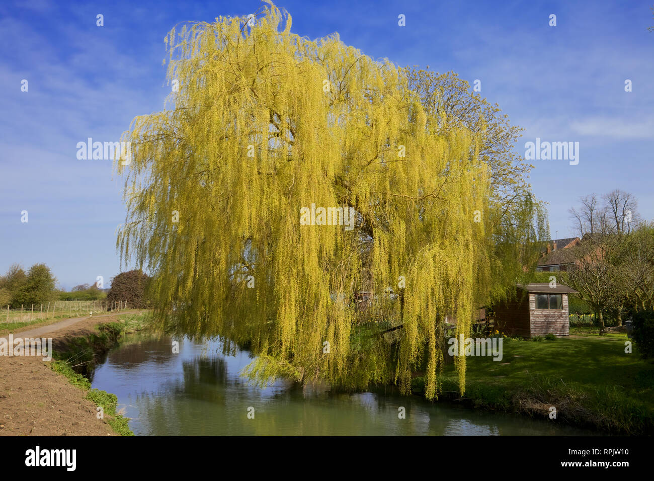 A beautiful Weeping willow tree, Bedfordshire, England Stock Photo Alamy