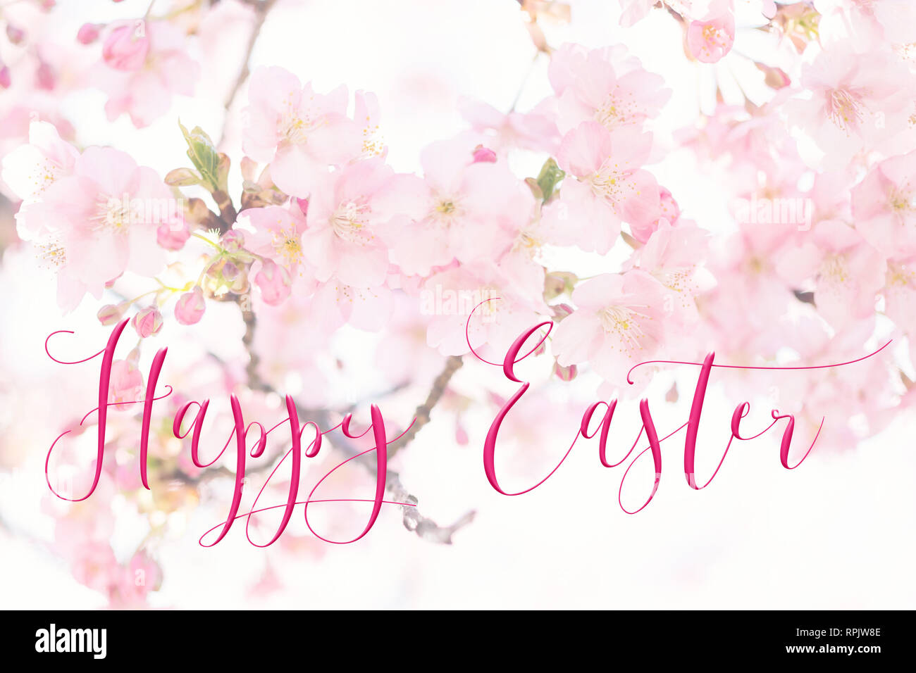 Horizontal Easter background with pretty pink blossom, and â€˜Happy Easterâ€™ quote. Perfect for Easter Social Media campaigns. Stock Photo