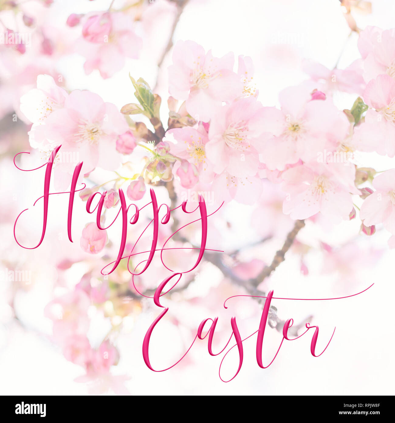 Square Easter background with pretty pink blossom, and â€˜Happy Easterâ€™ quote. Perfect for Easter Social Media campaigns. Stock Photo