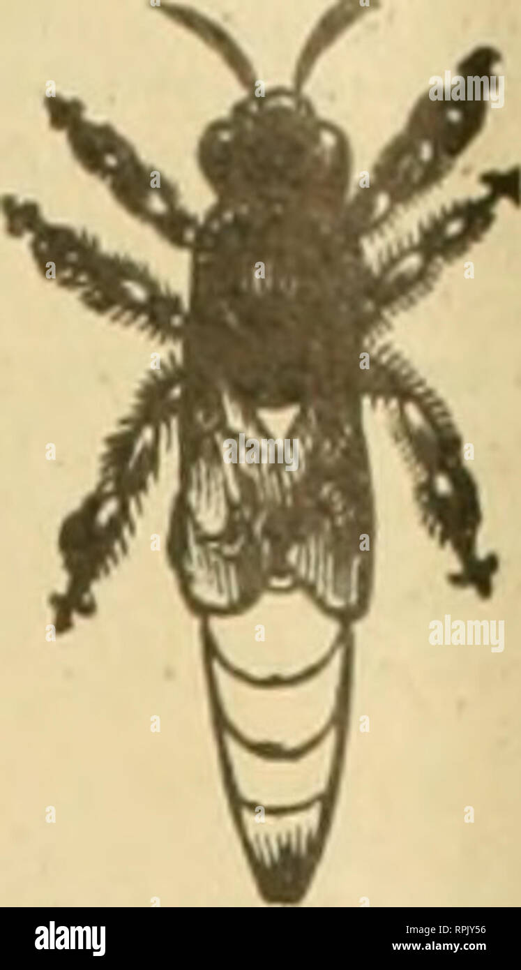 American bee journal. Bee culture; Bees. $ 3 satisfactii Addr
