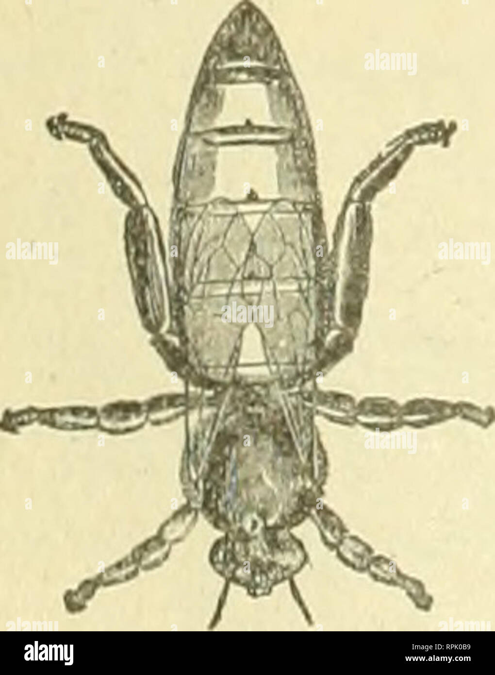 . American bee journal. Bee culture; Bees. An Italian Queen Free IN MAY, 1903 To Regular Paid=in=Advance Subscribers Only. We wish to make a liberal offer to those of our regular readers whose subscriptions are paid in advance. It is this : We will send you l-Ktit by mail, in May, 1903, an Untested Italian Queen for sending us igl.OO and the name and address of a NEW subscriber to the American Bee Journal for a year. This is indeed a big premium, as the queen alone would cost you/5c. We are booking orders for Oueens now for next May delivery. Wrill you have one or more ? This offer ought to br Stock Photo