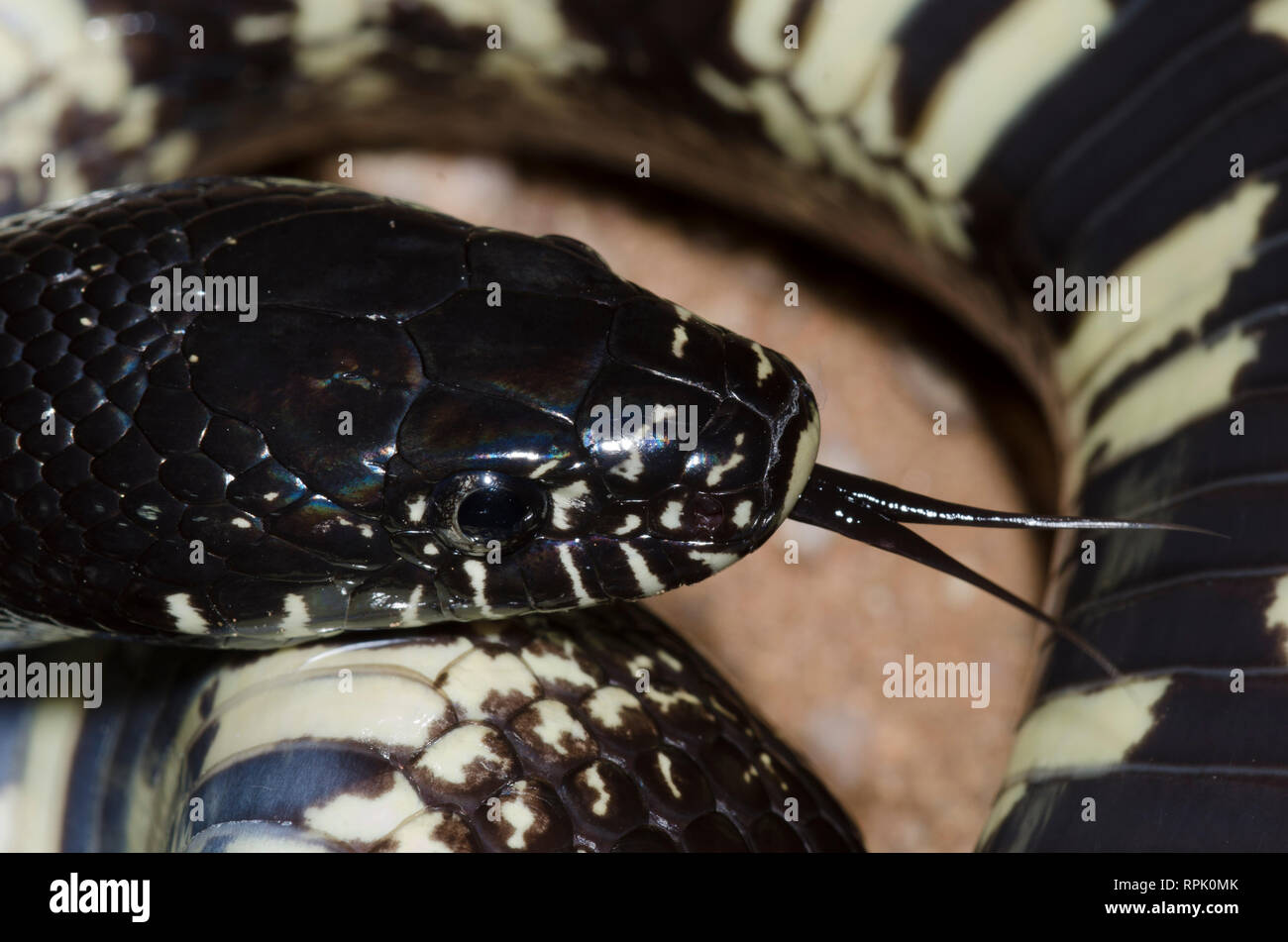 California Kingsnake, Lampropeltis getula californiae Stock Photo