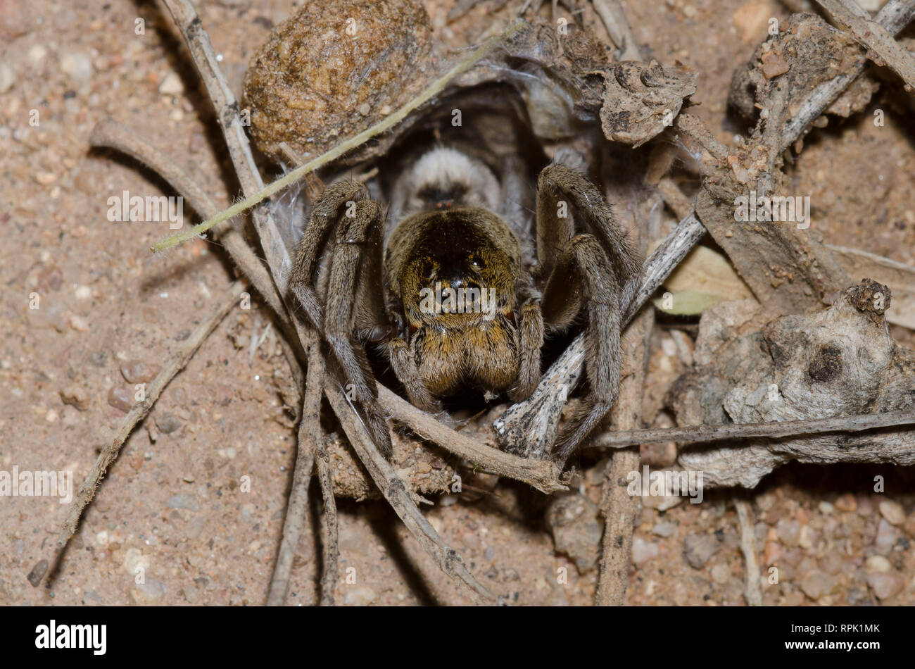 Burrowing Wolf Spider Geolycosa Sp In Burrow Stock Photo Alamy