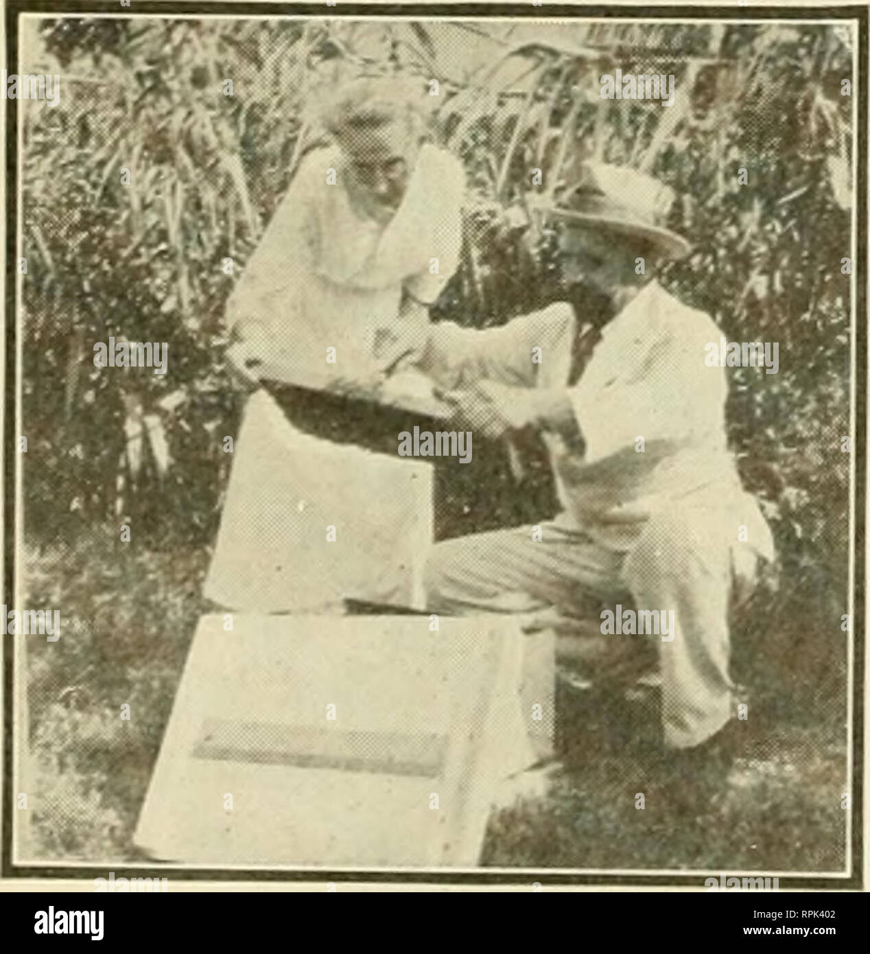. American bee journal. Bee culture; Bees. MRS. J. T. FITZSIMON AND HER SON IN THEIR SMALL APIARY AT CASTROVILLE, TEX. Miscellaneous ^ News Items. Mr, Brenner, of Texas, Pointing Out the queen Honey Crop of 1916—The monthly crop report of the Department of Agri- culture for November, 191(j, gives a comparison of the average per-colony yield in the years 1915-1916. The total average for 1915, in the entire United States is 42.3 pounds per colony, and in 191(i 52.8, a difference of 10&gt;4 pounds, with an increased spring-count number of colonies of 2.8 percent. The crop of section comb honey is Stock Photo