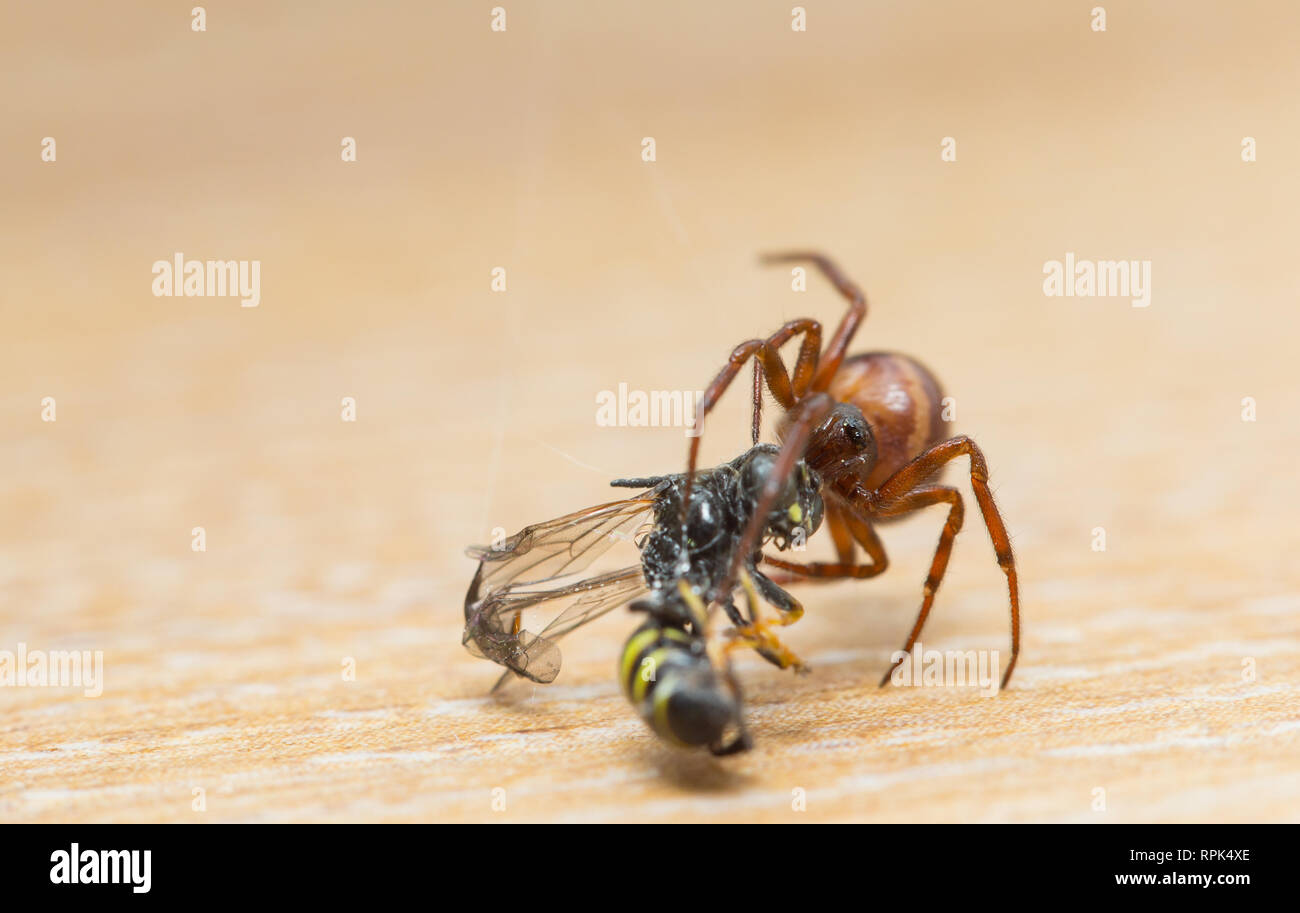 Rabbit hutch spider hires stock photography and images Alamy