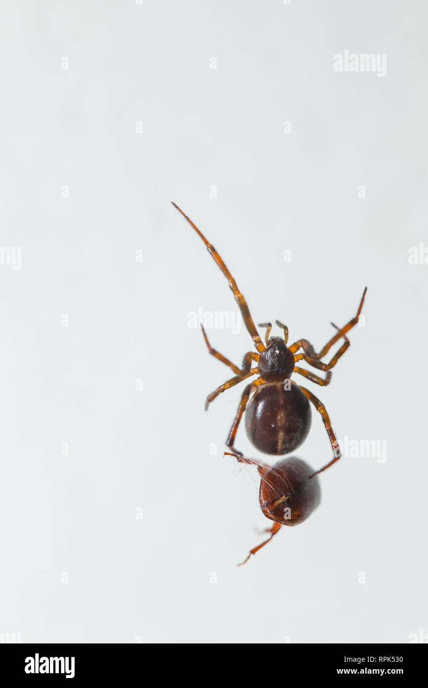 Cob-web spider with prey indoors Stock Photo