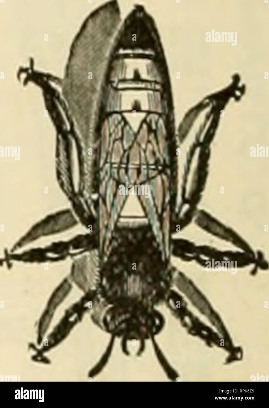 . American bee journal. Bee culture; Bees. . Please note that these ...