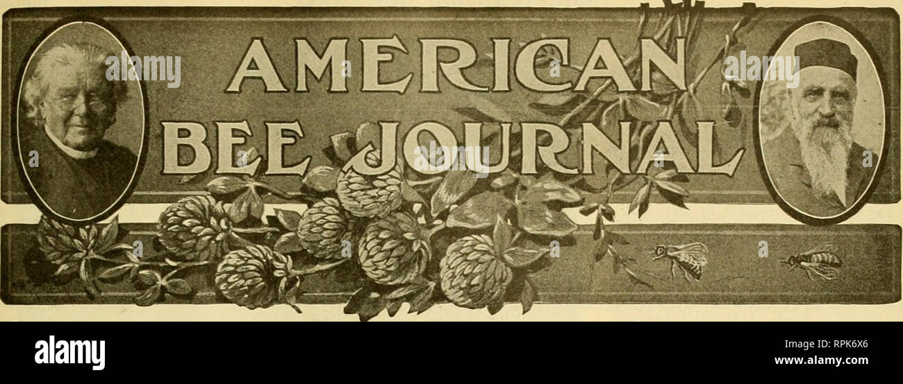 . American bee journal. Bee culture; Bees. VOL. LIX—NO. 8 HAMILTON, ILL., AUGUST, 1919 MONTHLY, $1.00 A YFAR WHOLESALE QUEEN-REARING Methods of a California Queen Breeder Who Rears Thousands of Queens for the Trade-By Frank C. Pellett THERE is no branch of beekeep- ing that requires the exercise of so much skill on the part of the operator as queen-rearing. When conducted on the large scale which is necessary to make it commercially profitable as a specialty, the prob- lems are multiplied. To rear a few queens during the honeyflow, when everything is favorable, is a simple matter, but to conti Stock Photo