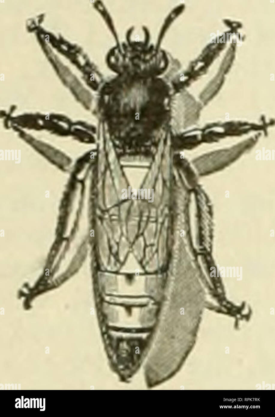 . American bee journal. Bee culture; Bees. . Please note that these ...