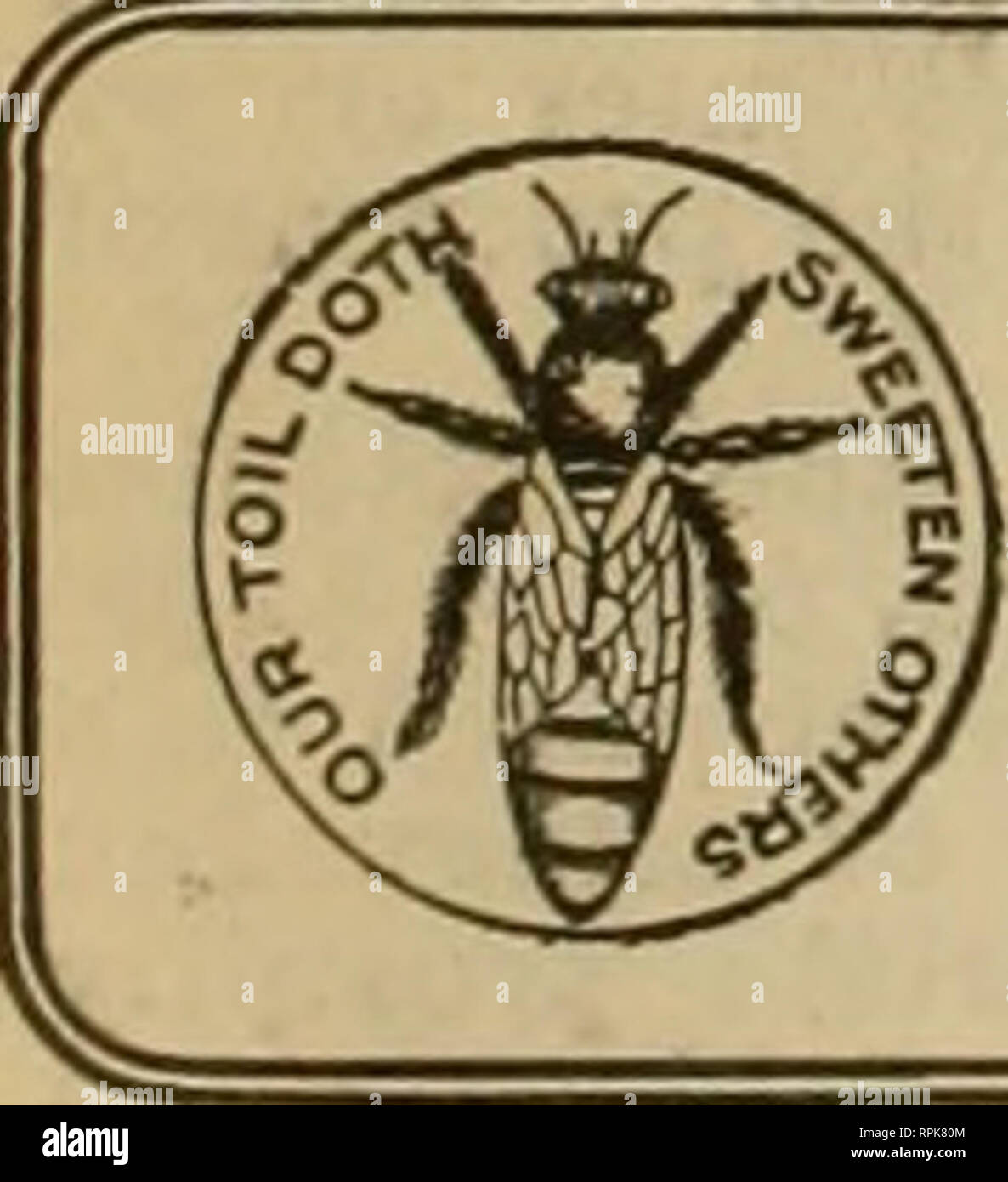 . American bee journal. Bee culture; Bees. 886 THE AMERICAN BEE JOURNAL Dec. 21, 1905 I can't make a living from my 80 home colonies, and I can't add out-lying yards to the plant, for there is no way of visiting them. I'm afraid of breaking my neck in learn- ing to use a bicycle, though in days of yore how I used to ride horses, and skate and dance 1 During those times a broken neck never bothered me ; but when one knows what it would mean to a little, aged mother, I tell you it makes a difference. I've had three horses—two were ruined, and one I sold to keep her from being ruined, and when sh Stock Photo