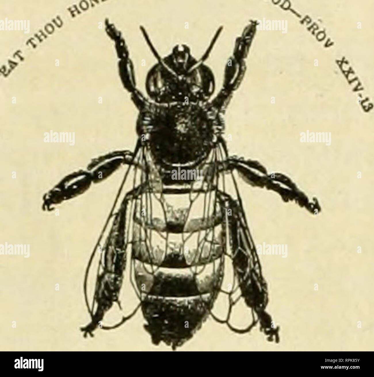American bee journal. Bee culture; Bees. IN N >X X X X X X y YXX X X  XXXXTYTYYYXTYYYYYYYYYYYYYYYI FACTS ABOUT HONEY ? N N N N « N ? ?