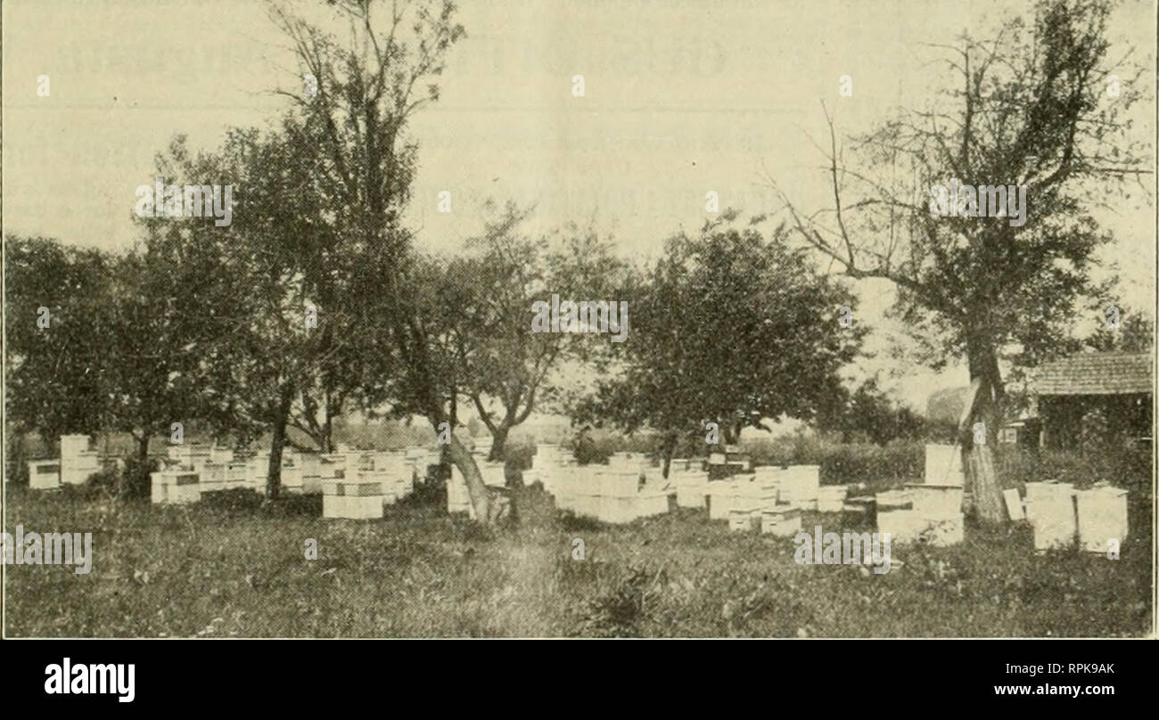 . American bee journal. Bee culture; Bees. No. r, €^ ;f/ v^&gt;N r^r Mr. and Mrs. Wm. C. Gatliright, Starting on a Camping Trip. (See page IOC) T*'!' *.'^. Apiary of H. E. (iray, in Saratoga Co., N. Y. TWENT^ PAQE NUMBbR ^. Please note that these images are extracted from scanned page images that may have been digitally enhanced for readability - coloration and appearance of these illustrations may not perfectly resemble the original work.. [Hamilton, Ill. , etc. , Dadant &amp; Sons] Stock Photo