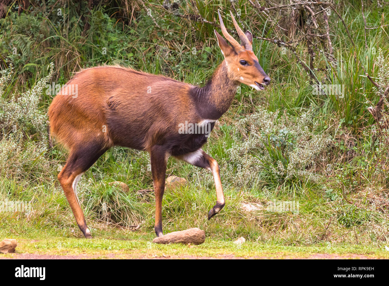 A beautiful dark brown bushbuck antelope. Aberdare Park, Kenya Stock Photo