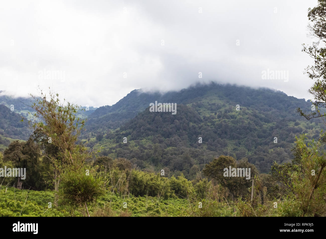 The green ocean of Aberdare. Kenya, Africa Stock Photo Alamy