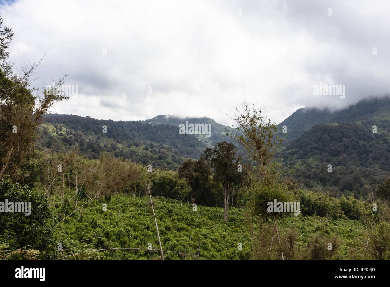 Green park Aberdare. Kenya, Africa Stock Photo Alamy