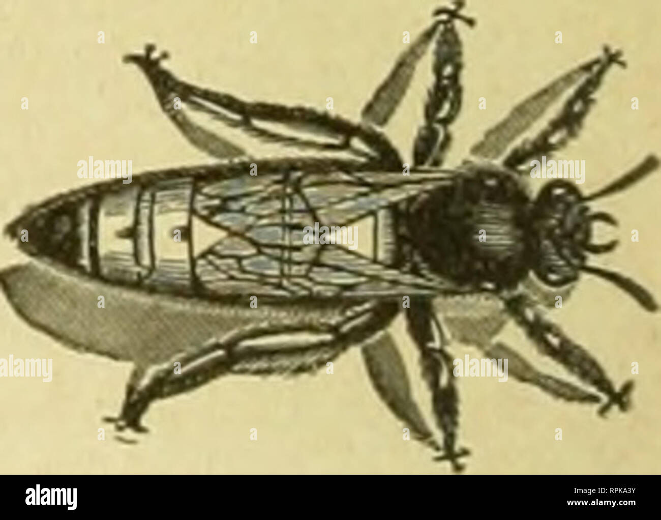 . American bee journal. Bee culture; Bees. . Please note that these ...