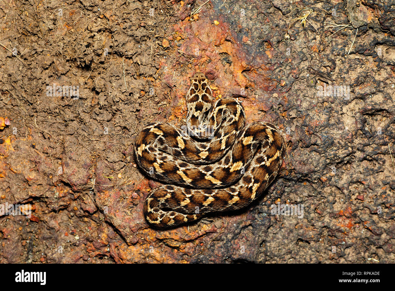 Saw Scaled Viper,Echis carinatus carinatus, Satara, Maharashtra, India Stock Photo