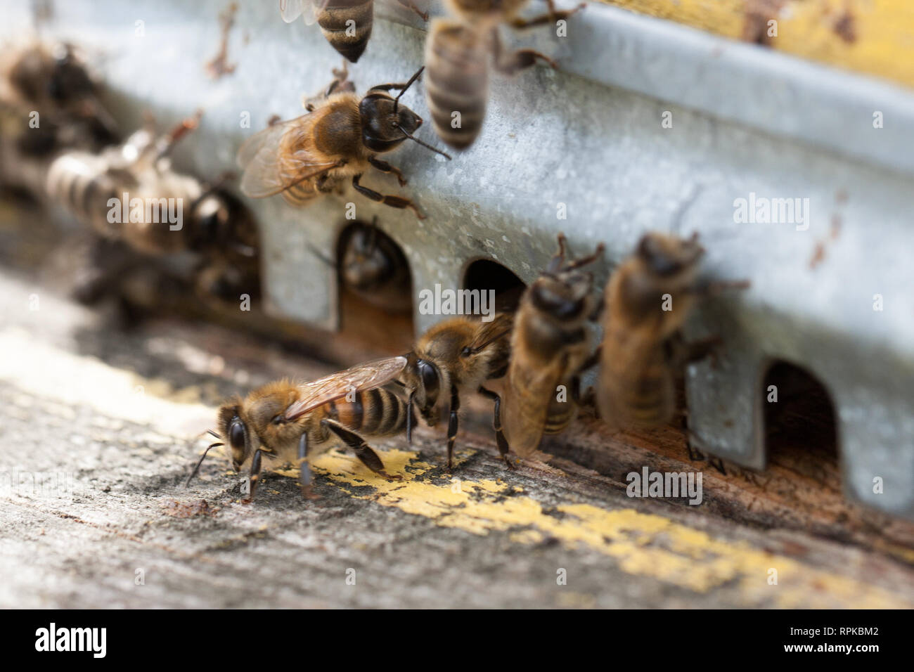 The bees at front hive entrance close-up Stock Photo
